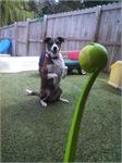 daycare pic 65 - Millie pose for ball